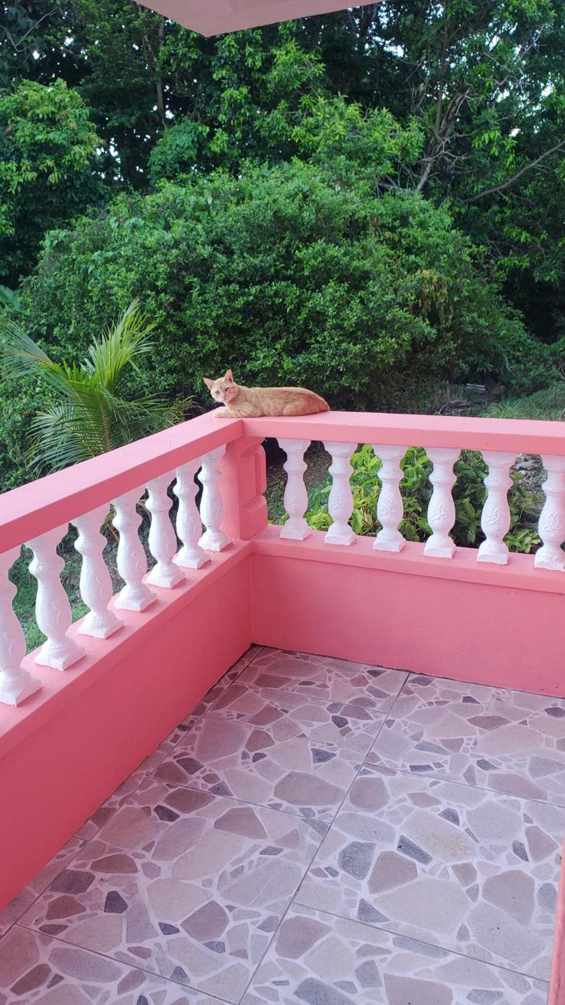 Natrue'S Haven Bed & Breakfast Marigot Bagian luar foto